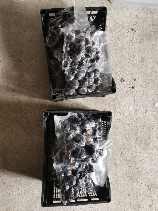 Trufe negre congelate calitatea 1 și extra 1
