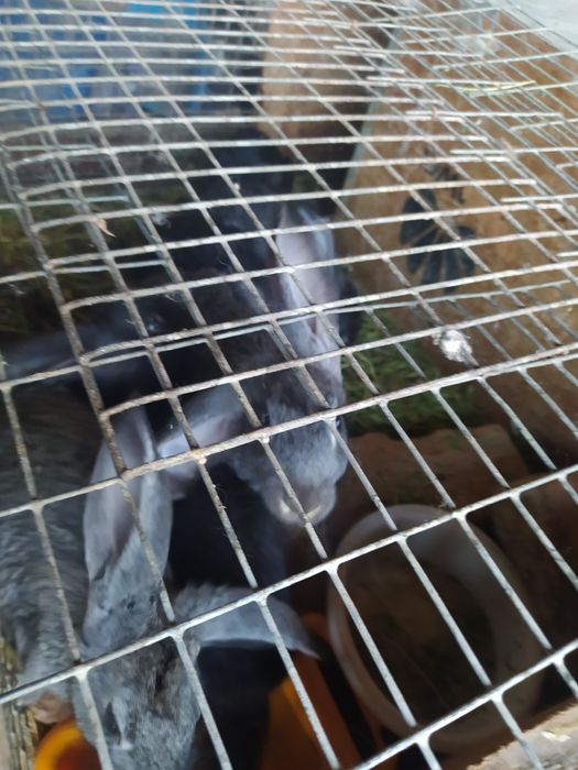 Zotdor quyonlar sotiladi