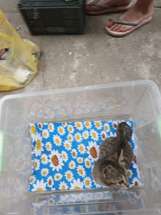 Домашний котенок