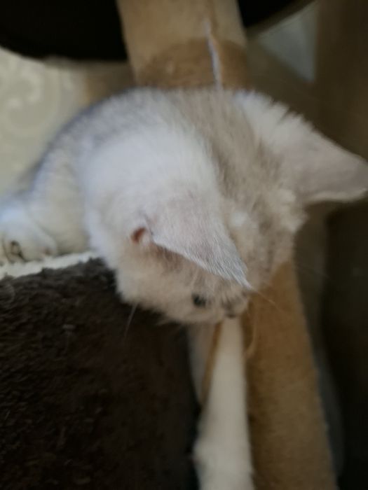 Котик Серебристая шиншила