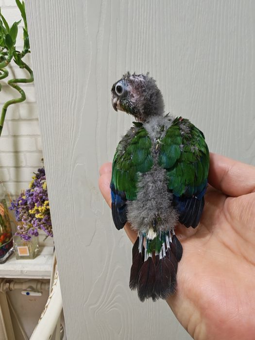 Продаются птенцы Пирруры Перлаты