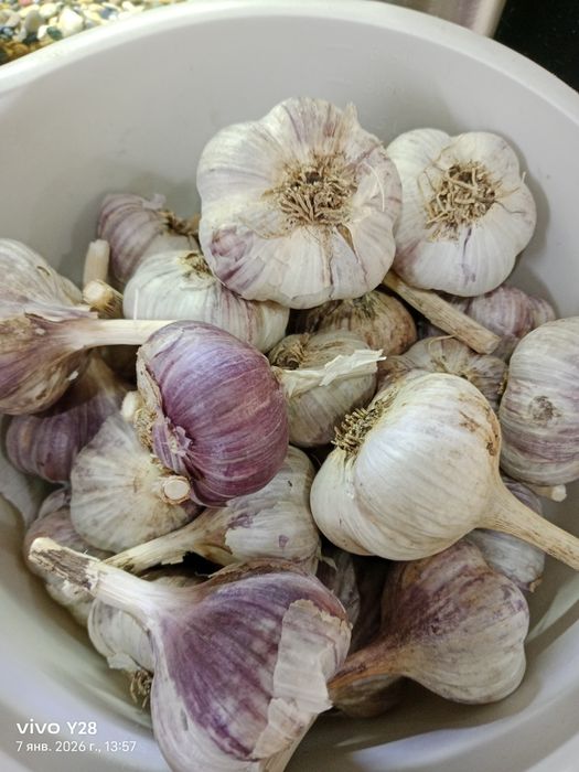 Чеснок домашний.