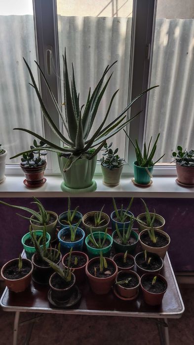 Цветы комнатные Алоэ Вера