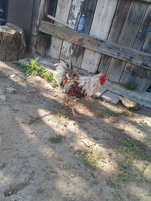 Vand cocoș ft blad de 1 an inelat