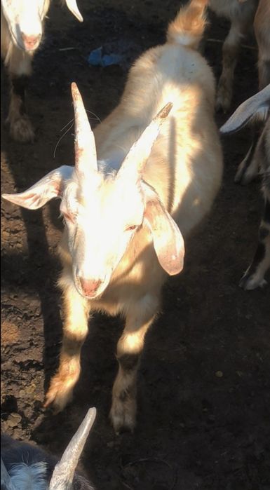 Продам 5 коз молодых
