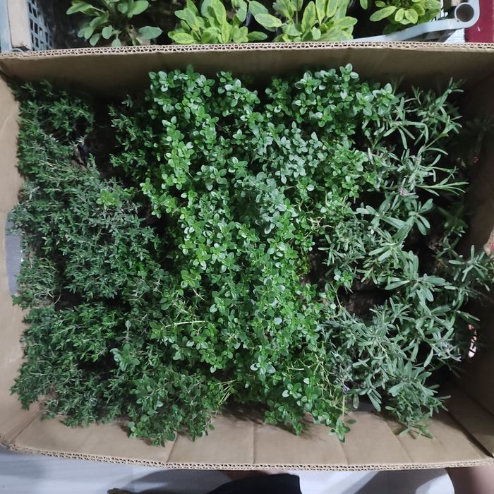 Шалфей,  темьян,  чабрец, лаванда ,пряные травы