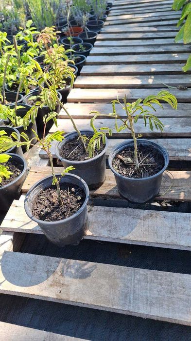 Албиция  - Фиданки