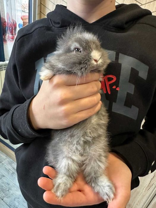 Малки декоративни зайчета