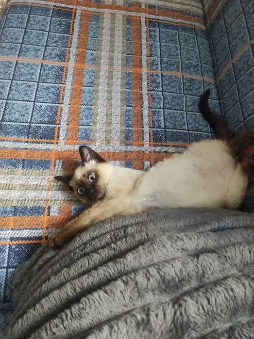 Котенок  мальчик