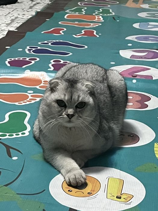 Шотландская вислоухая кошка