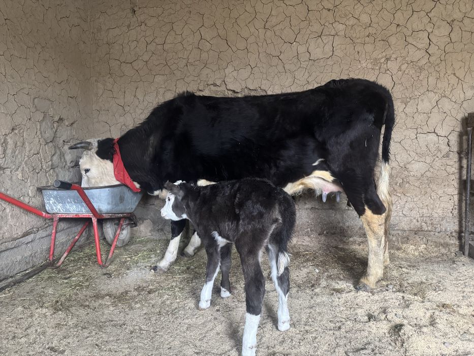 Бұзаулы сиыр 3 тума