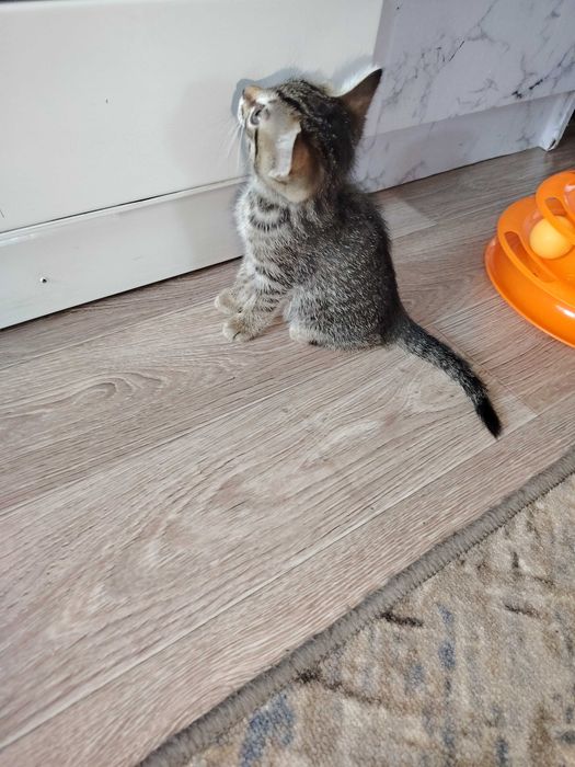 Отдам котёнка в добрые руки