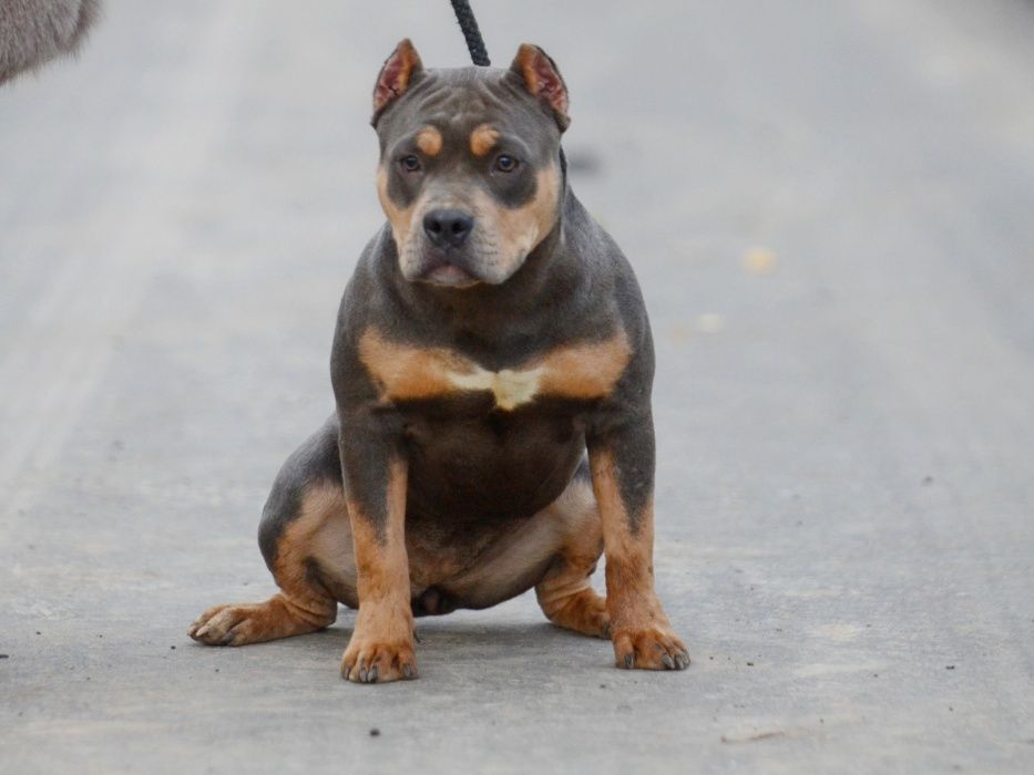 щенки американский булли