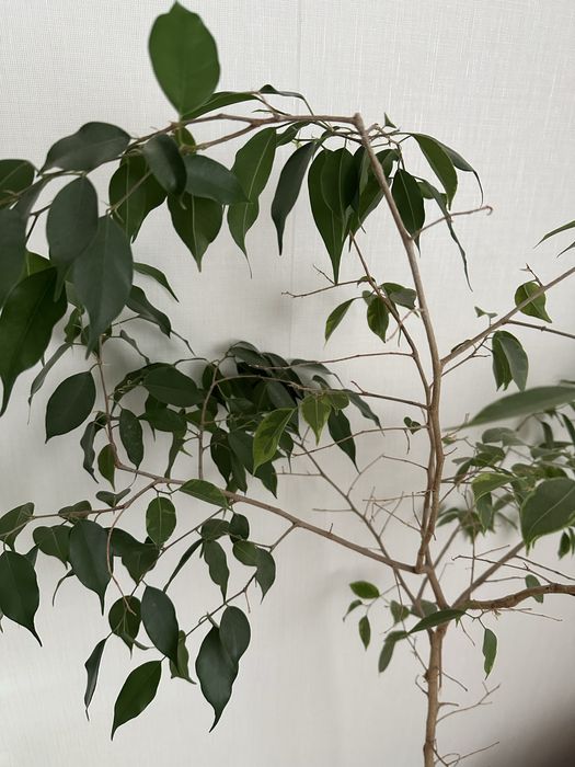 Продам фикус 1,5м