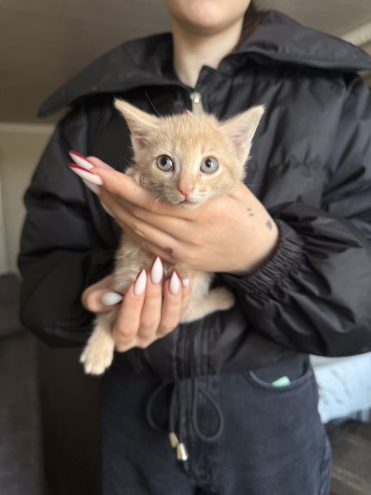 Отдам котят майкудук