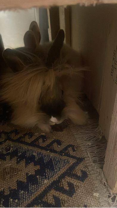 Vand 2 iepurasi cap de leu