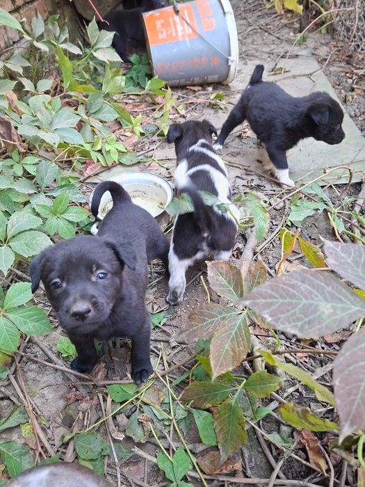 Cățeluși adorabili pentru adopție!