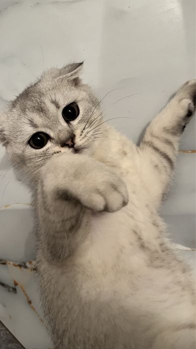 Шотланский кошка