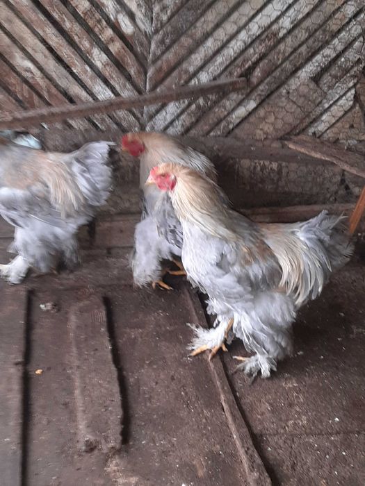 Cocoși brahma isabel perlat