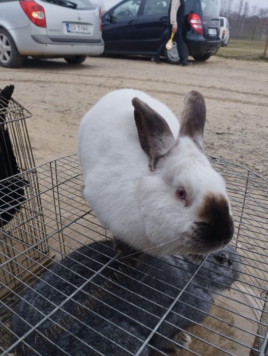 Mascul californian disponibil