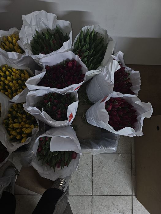 Цветы . Тюльпаны