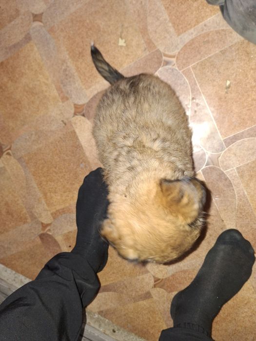 Отдам даром щенят