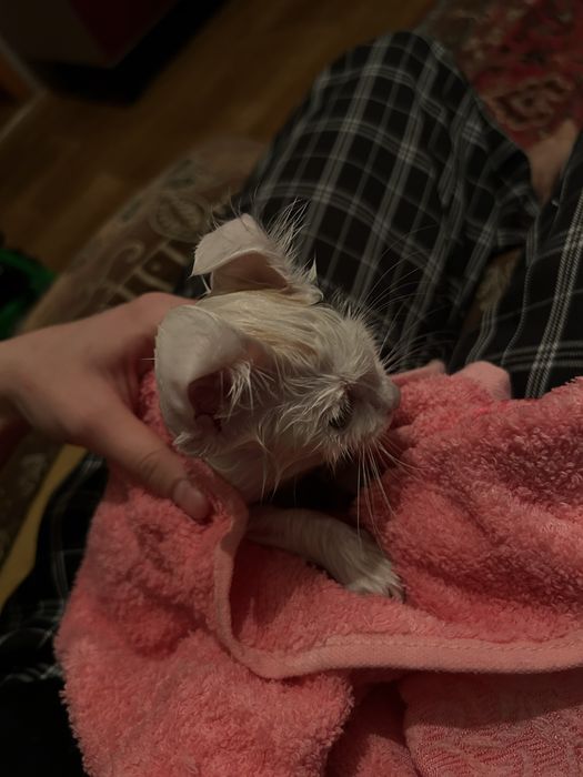 Отдам в хорошие руки