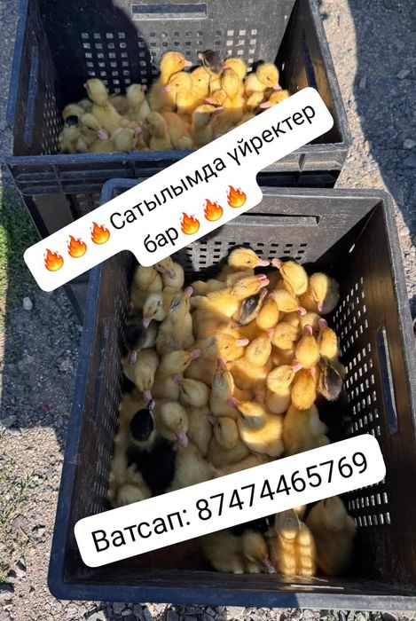 Продается УТКИ, комбикорм