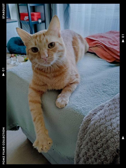 Adoptie motan roscat, 1 an si 5 luni, castrat si perfect sanatos