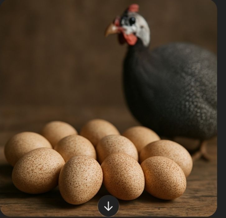 Яйца от токачки за консумация