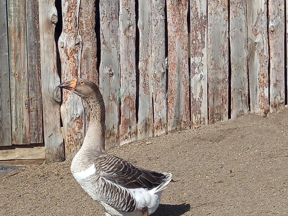 Продам молодых гусаков