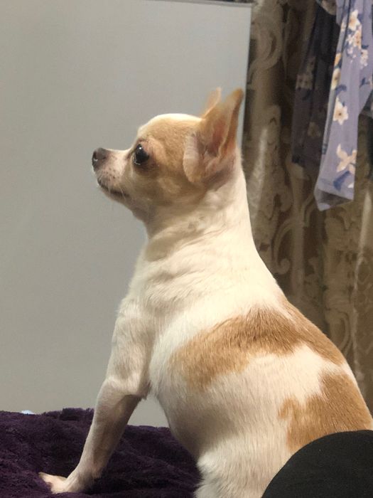 Девочка чихуахуа, 4 года