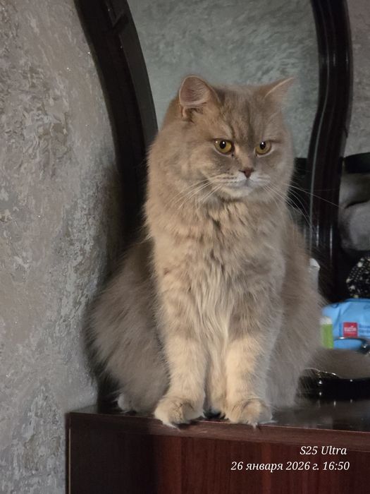 Продаётся Хейланд фолд британский  кошка