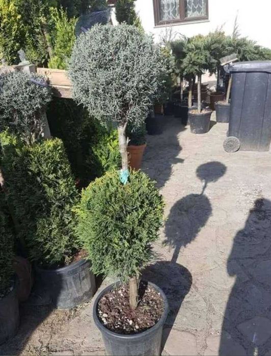 Plante Verzi și Bogate pentru Amenajarea Grădinii