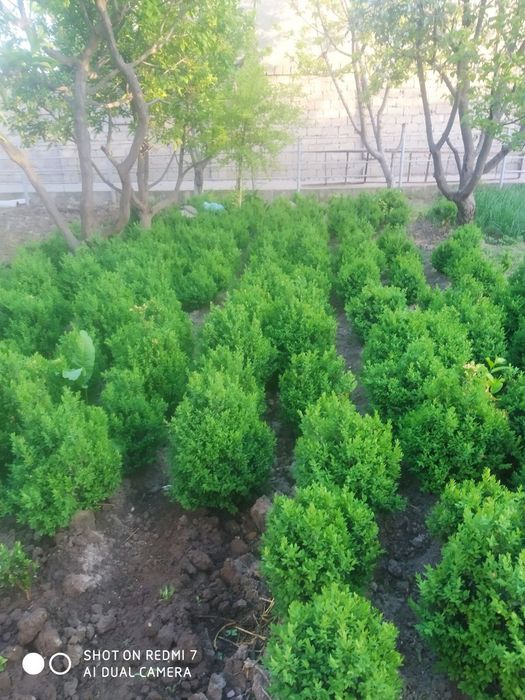 Kustarniklar sotiladi Eunomis Japonica Bravo, shamshod , magoniya