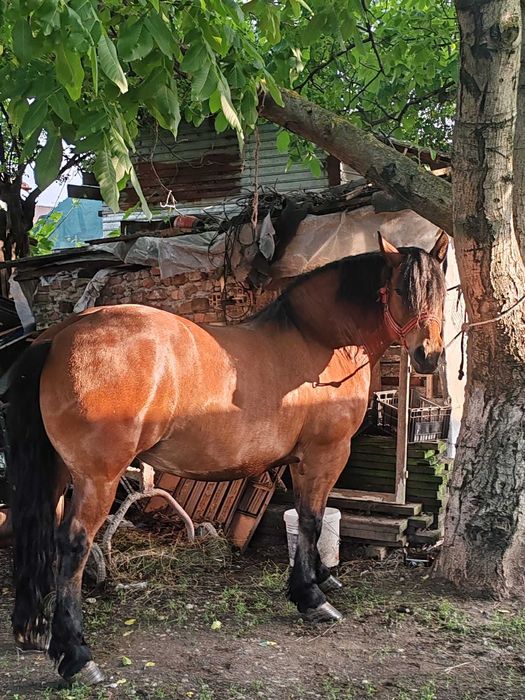 Iapă de vânzare