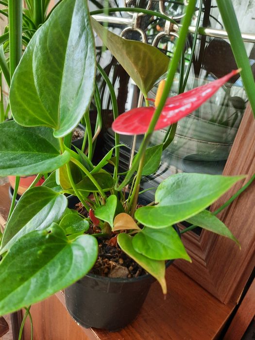 Продам цветущие антуриумы