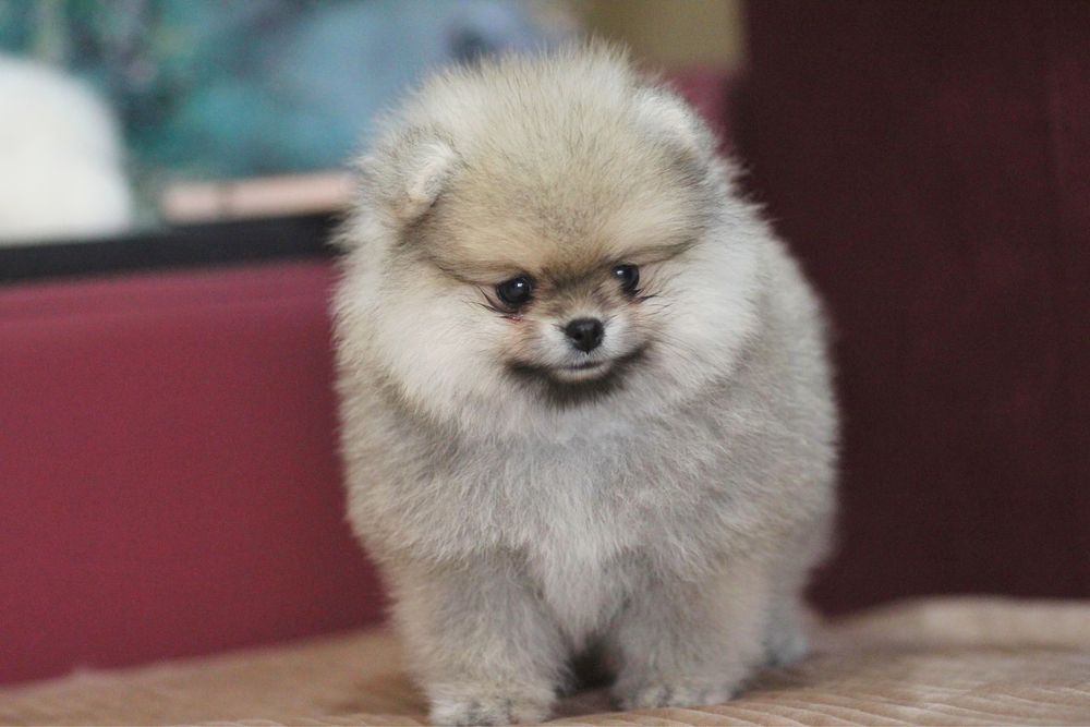 Чудесная девочка померанского шпица