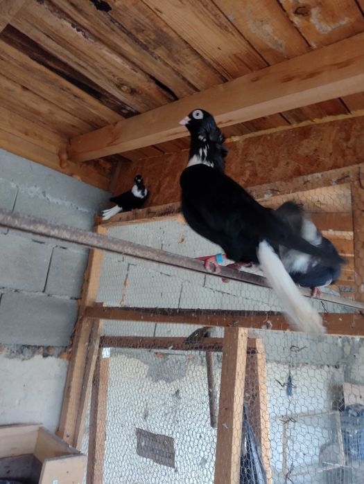 Продавам шуменски гълъби.