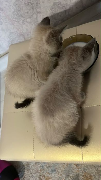 Срочно отдам котят