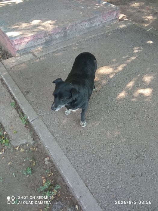 Бесплатно собака