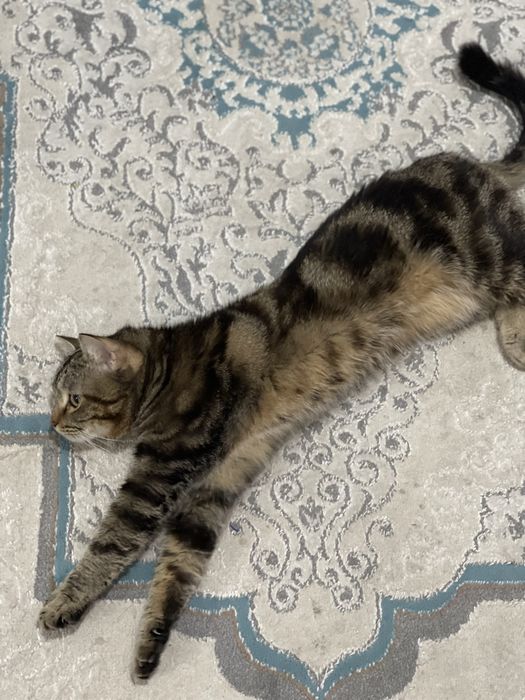 Продам кота в хорошие руки