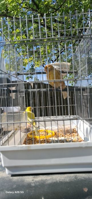 Пара канарейка сатылады.