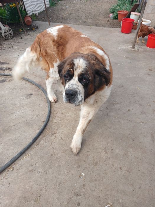 Caine /animale domestice