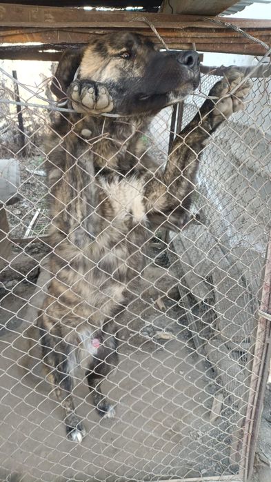 Сабаку харошие руки