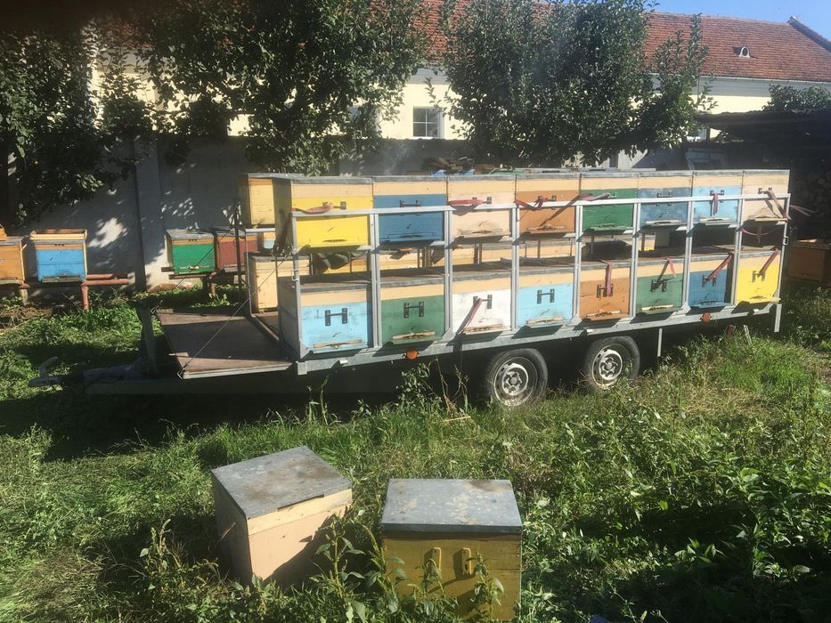 Stelaj + 32 lăzi albine multietajate (fără albine)