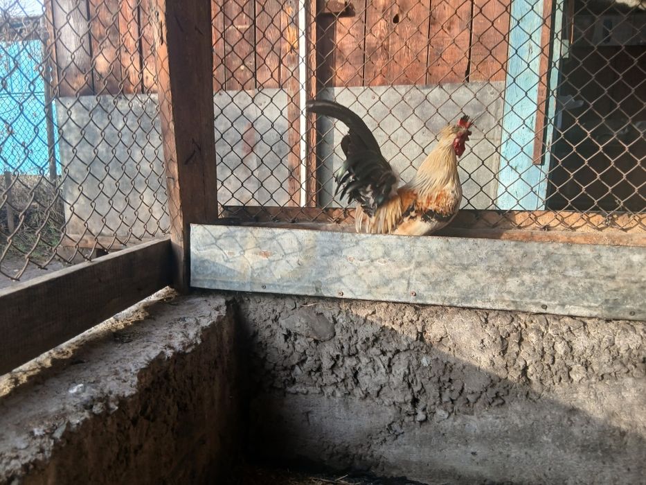 Продам петушка по кличке Григорян