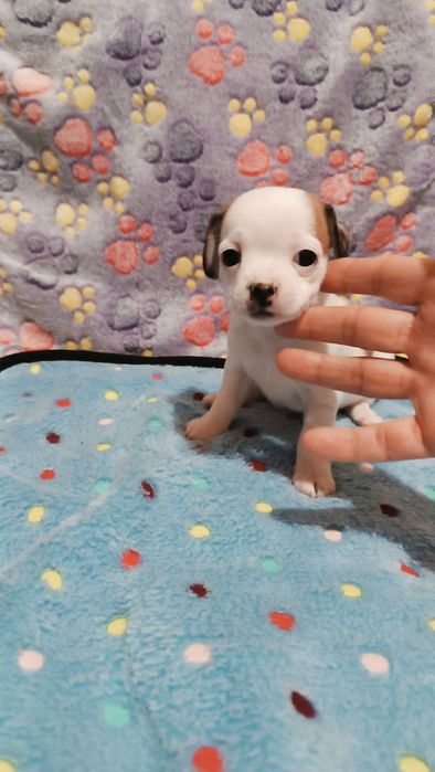 Девочка щенок чихуахуа