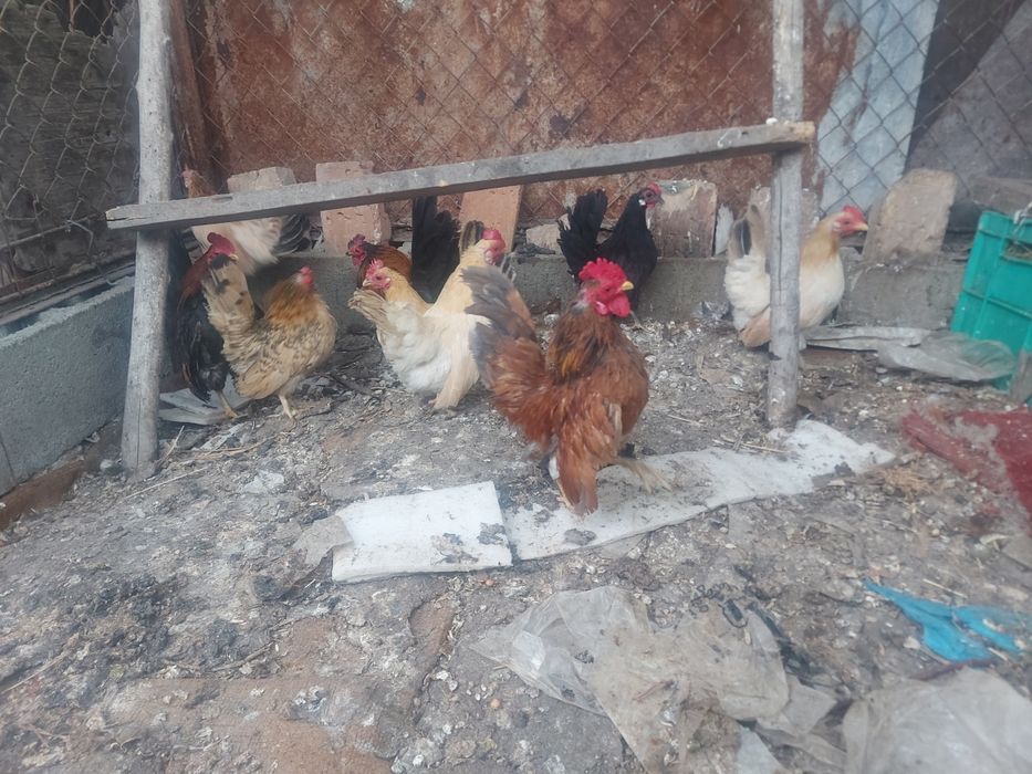 Серама  декоротивные