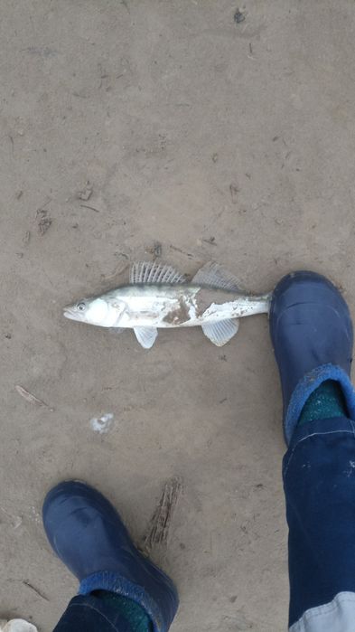 ірі бершиктер бар свежыи